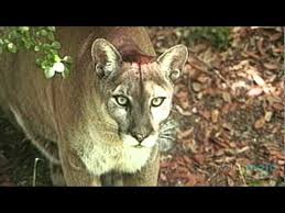 Check spelling or type a new query. Florida S Endangered Species Youtube