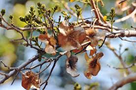 Image result for Philenoptera bussei