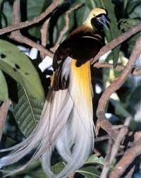 Cendrawasih Paradise Bird8 Visit Indonesia Birds Of Paradise Beautiful Birds Bird