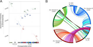 Image result for Gossypioides kirkii