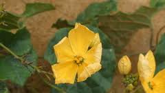 Image result for Cogniauxia