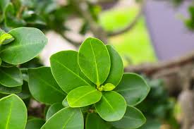 Image result for Grewia microcarpa