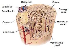 Bones protect the various organs of the body, produce red and white blood cells, store minerals. Ultrastructure Of Bone Components Structure Teachmeanatomy