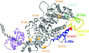Structure Of The Rigor Actin-Tropomyosin-Myosin Complex - Sciencedirect