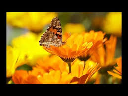 Wann ringelblumen auss en, ringelblumen aussaen pflanzen und pflegen beetfreunde de. Video Ringelblumen Aussaen Tipps Zum Anbau Und Der Pflege