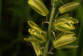 Image result for Albuca abyssinica