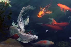 This adds an aesthetic touch to the whole landscape, especially when the stones involved are white. Koi Pond Fish And Wildlife Photos