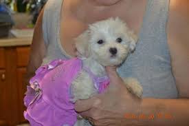 Browse beautiful maltese puppies for sale right here at teacups, puppies & boutique ® of south florida! Maltese Puppies For Sale Great Pets For Sale In O Brien Florida Classified Americanlisted Com