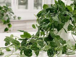 It really seems like underwatering at this point but i'm also afraid i might overwater the pothos. Pothos Plant Silver Satin Care Difficulty Easy Amiesue Com