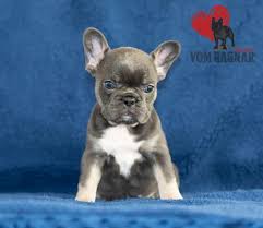 Dog rescue and adoption info. Chicago Top Quality French Bulldog Puppies For Sale Near Rockfor Wicz