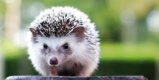 Do not let the shampoo get into their eyes as it might irritate them. Cute Wild Pygmy Baby Hedgehog Live Images Bath Slipper Anti Slip For Men Slippers Shoes Nationalresearchcenters Com