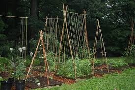 If you need backyard gardening ideas for a cold climate, installing a greenhouse can be a great way to protect vegetables from frost. 24 Spectacular Diy Bamboo Projects Uses In Garden Balcony Garden Web