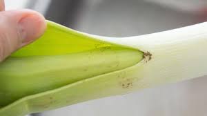 Comment Vraiment Bien Laver Un Poireau Facilement Poireaux Trucs Et Astuces Cuisine Trucs De Cuisine