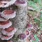 Shiitake Mushroom Log Inoculation Workshops event image