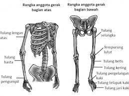 Berbeda halnya orang di masa muda atau remaja, ujung tulang panjang lengan dan kaki yang terdapat tulang rawan ini secara bertahap akan berubah menjadi tulang keras. Berikut Tulang Anggota Gerak Atas Dan Bawah