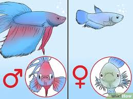 Just feed them smaller food and watch out. How To Determine The Sex Of A Betta Fish 9 Steps With Pictures