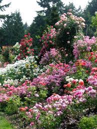 Maybe you would like to learn more about one of these? Dawn Sellers Flower Garden Amazing Gardens Garden Inspiration