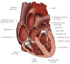 The upper two chambers are called right and left atrium. Circulatory Systems In Animals Transport Systems In Animals Siyavula