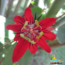 The males chase away other conspecific males from these territories which consist of groups of trees and shrubs with no nests. A Very Pretty Flower Taken In Arenal Costa Rica Please Help Me Identify The Name Of This Flower And Share It Around If Y Flowers Pretty Flowers Costa Rica