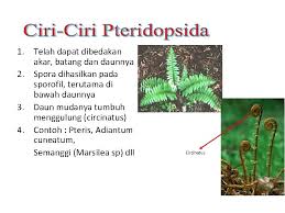 Sporangium adalah bentukan tempat pembentukan spora, adapun perbanyakan generatif dilakukan dengan spora yang terletak pada sisi bawah daun bagian tepi tanaman yang sudah dewasa. Paku Pterydophyta 1 Memiliki Jaringan Pengangkut Xilem Dan