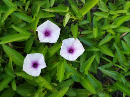 Image result for Ipomoea aquatica