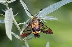 We did not find results for: Hummingbird Clearwing Moth Back Yard Biology