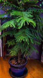 Move your container outdoors when the weather warms up. Norfolk Pine Featured Indoor Plant Live Dan 330 Plants Norfolk Pine Indoor Plants