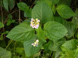 Image result for Lantana camara