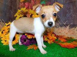 Full of action and cuteness for the full 13. Puppyfinder Com Rat Terrier Puppies Puppies For Sale Near Me In Indiana Usa Page 1 Displays 10