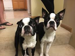 This is the price you can expect to budget for a boston terrier with papers but without breeding rights nor show quality. Helping A Pair Of Boston Terrier Puppies Learn To Calm Down And Listen Dog Gone Problems