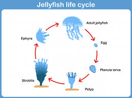 Jellyfish Life Cycle Life Cycles Life Cycle Craft Cycle