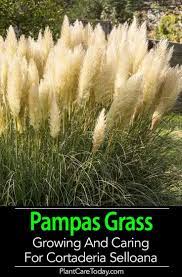 Pampas Grass How To Grow And Care For Cortaderia Selloana Grass Care Cortaderia Selloana Pampas Grass Care