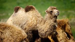 Bekher, and bikhrah (isaiah 60:6; How Do Camels Shed Their Hair And Do They Get Mange Like Dogs That Cause Chunks Of Hair To Fall Out Zippy Facts
