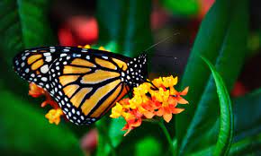 Caracteristicas De La Mariposa Monarca Y Mas