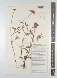 Image result for Antherotoma