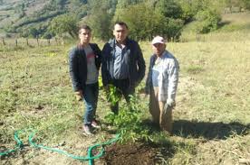 Ceviz Gubreleme Ilaclama Agaclar Net