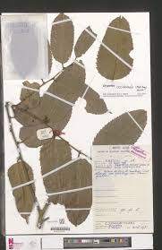 Image result for Microcharis remotiflora