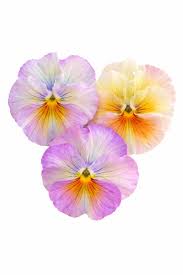 Image result for Viola x wittrockiana `Hiemalis`