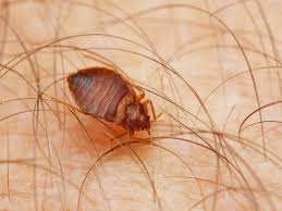 Because of this, quality pest control providers will often need to do multiple treatments to completely terminate the infestation. Bed Bugs Infestation Removal Services Warwickshire Keye Pest Control