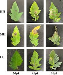 Image result for tomato seedling botrytis