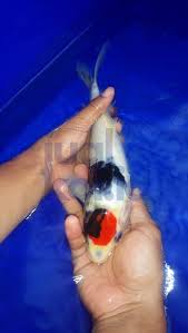 Ikan koi yang anda miliki akan. Cara Membuat Kolam Ikan Koi Yang Benar Jualkoi Id
