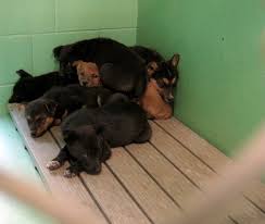 Want a cute puppy today? German Shepherd Puppies And Mother Saved News Bakersfield Com