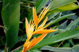 It works well as a compact hedge, too. Tropical Orange Flower Against Green Leaves Stock Photo Picture And Royalty Free Image Image 13949346