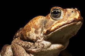 5 Ways To Get Rid Of Cane Toads