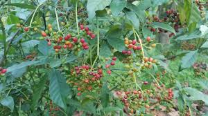 Image result for Psychotria cinerea