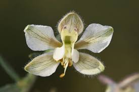 Image result for Delphinium leroyi