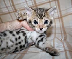Pet bengal kittens are show stoppers, have a clearly distinguished m marking on their forehead, and are extremely intelligent, loyal, curious, social and affectionate! Pin On Cats