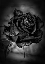Love It Black Flowers Black Rose Fade To Black