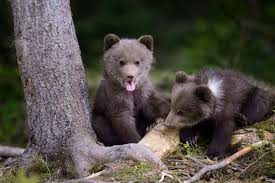 219 Baby Brown Bear Stock Photos Pictures Royalty Free Images Istock