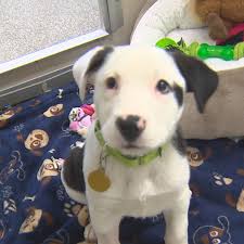 Post free classified ads online, buy and sell, find the latest list of used cars, i.t jobs, resources on immigration, real estate, travel, jobs, tuitions & classes, and other services. Can You Really Afford To Own A Dog Or Cat Here S A Breakdown Of The Annual Cost Komo